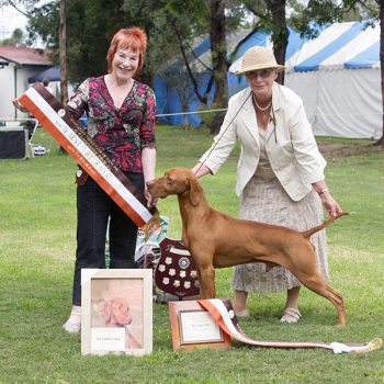 Photo of Fay handling Hanabrit Ponting the Way to one of his many Best in Show Awards. 
The HVCNSW Championship Show in 2009, the judge was Donna Holman from the UK.
